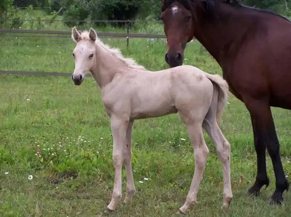 25)密苏里:密苏里狐步马24)密西西比州:宽吻海豚23)明尼苏达州:潜鸟22