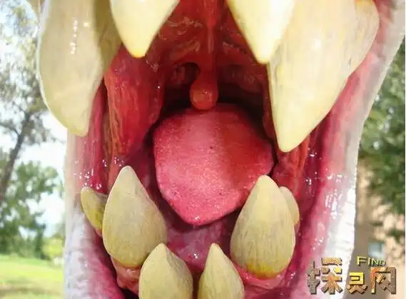 世界上最大的花大王花吃人图片超恐怖散发腐臭