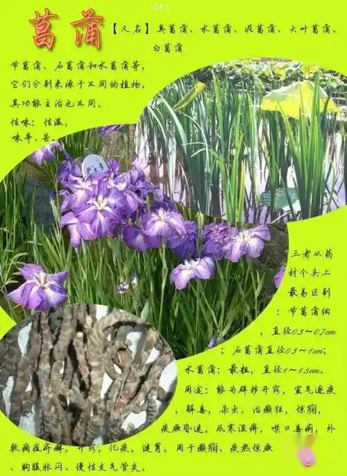 300种常见中草药图谱含功能主治