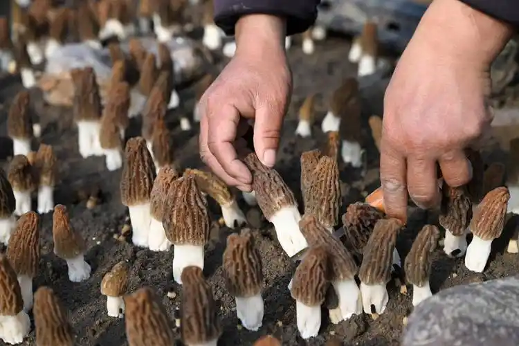 安徽五河羊肚菌产业助振兴