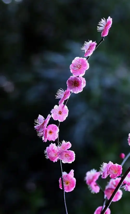 不畏严寒的红梅花特写