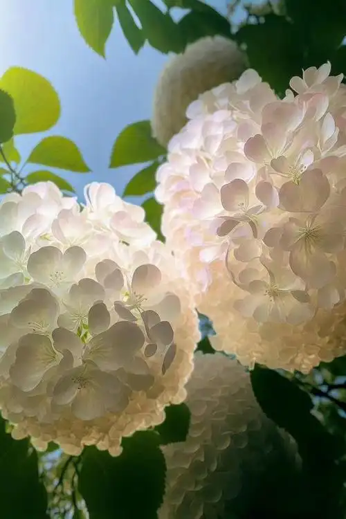 「超清手机壁纸」清新唯美——绣球花