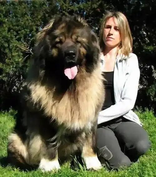 大型犬魅力之高加索,美图震撼来袭!