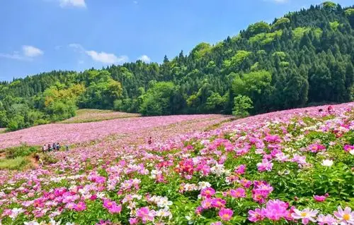 全中国最美的芍药花海已盛开!成都出发1.5h飚拢!
