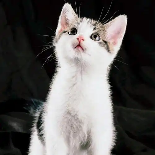 这只小猫很可爱