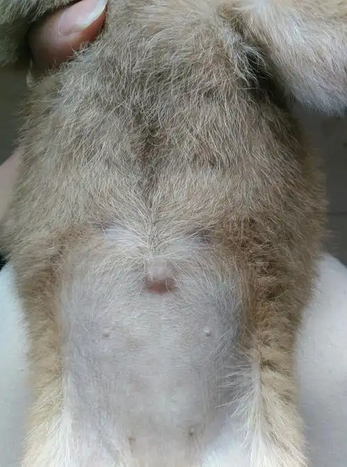 狗狗的肚子是怎么了