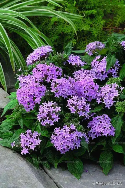 盘点130种紫色的花(你喜欢哪一款呢)