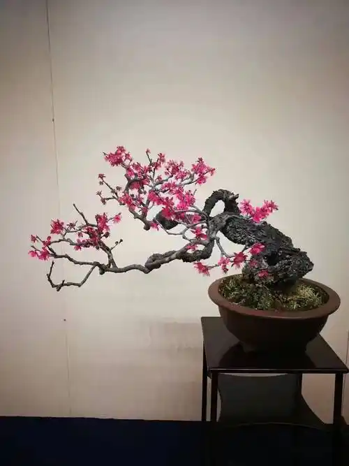 冬天最适合赏梅了极品梅花盆景200款绝对值得一看