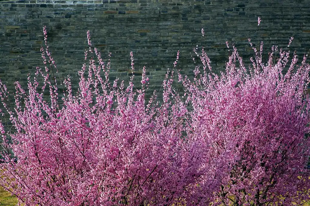 2021年3月3日,湖北省襄阳市,梅花绽放,襄阳古城迎来明媚的春天.