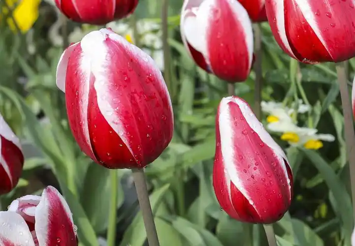 2021迎春花展 温泉公园