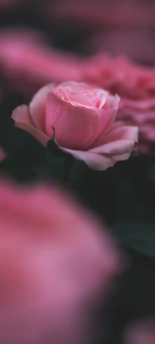 自然唯美月季摄影,高清图片,手机壁纸