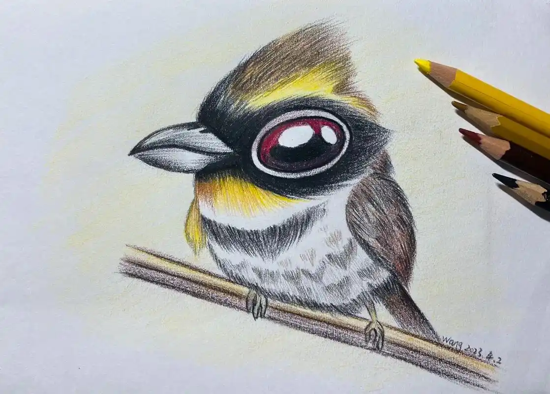 教大家画个简单的大眼鸟儿92.#一起学画画 #彩铅 #手绘  - 抖音