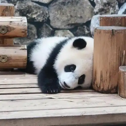 每个大熊猫萌宠都是可爱的,当然也有香香和胖大海