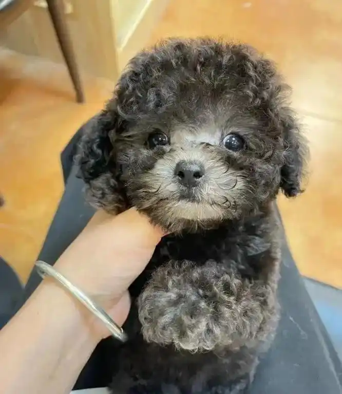 灰泰迪找新家/只为寻找能对它好的南京雨花.