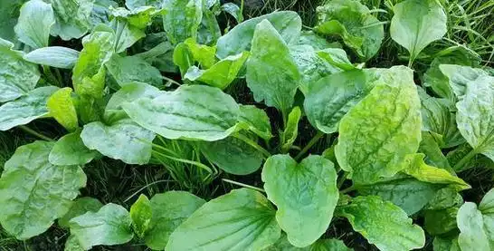 止咳化痰祛湿的良药到处可见车前草是干的好还是湿的好