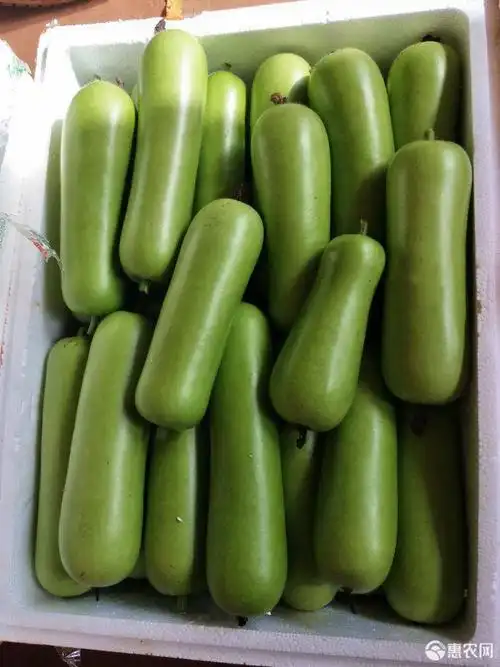 瓠瓜广东徐闻精选蒲瓜瓠子芦子