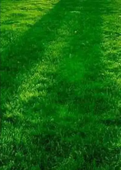 送给大家29张绿色屏保,常看手机的一定要存下啊!