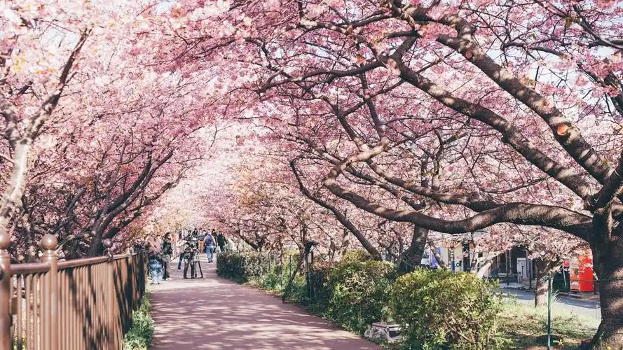 最美的浪漫日本樱花盛开季节唯美摄影图片