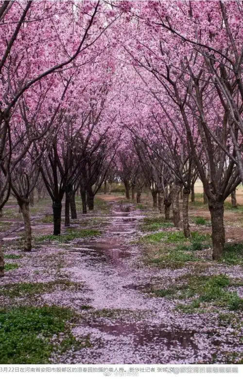 追寻春日浪漫:中国绝美的花海和诗情画意
