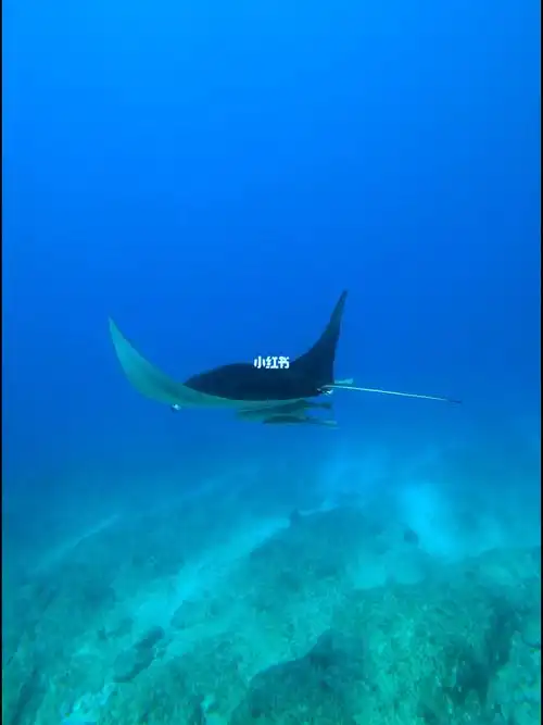 今天在白鸟崎看到manta