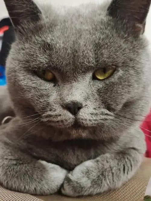 你见过自带酒窝的猫咪吗