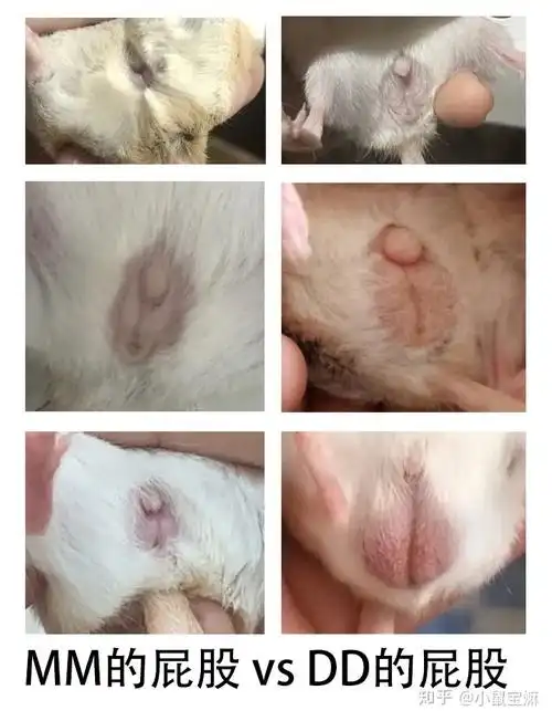 如何辨别通心粉鼠幼崽性别byrubyluna