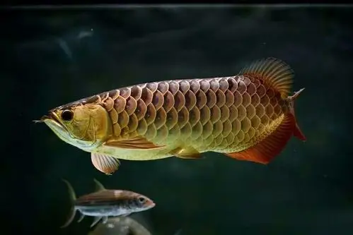 9大龙鱼头型优缺点,看看你家爱龙属于哪一