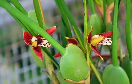 咖啡兰怎么养,咖啡兰的养殖方法和注意事项/夏季需遮荫