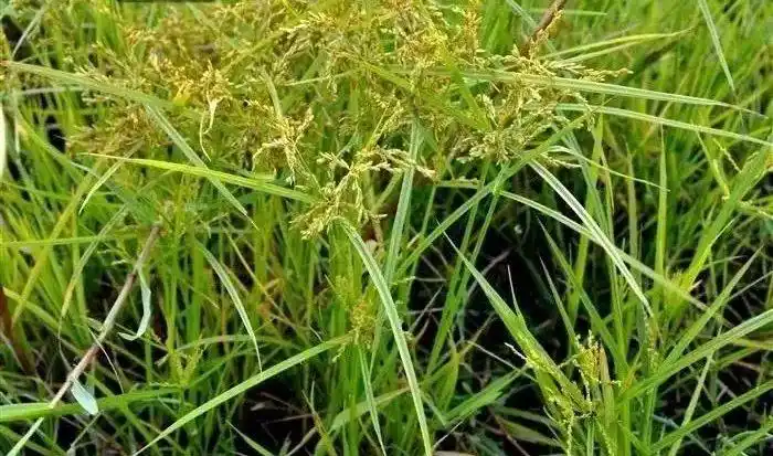 教你认识那些路边的野生中草药