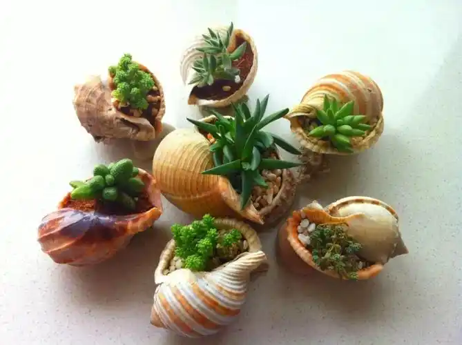 威海00后小姑娘,用贝壳养多肉,造型精巧可爱,你心动了吗?