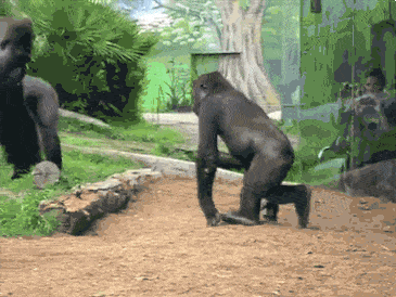 调皮完了对手求饶gif动图_动态图_表情包_soogif