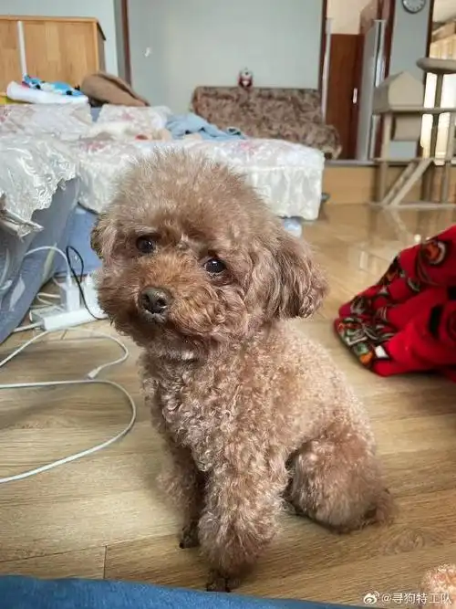 乐山寻狗#【已找回】8岁棕色泰迪妹妹,名叫妞妞.