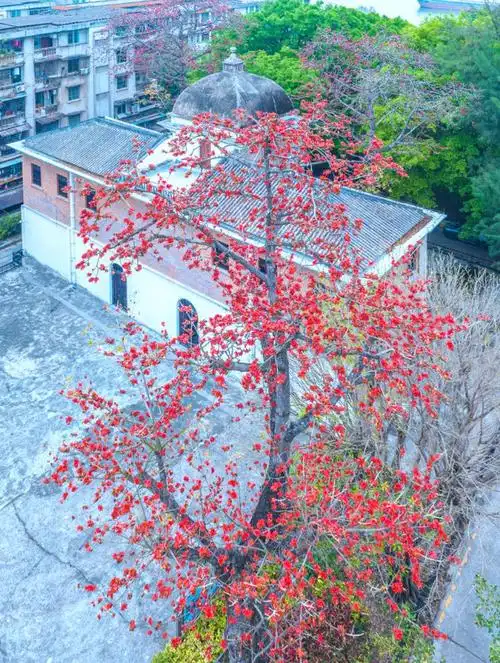 三月的木棉,悄悄惊艳了整个江门|彭伟宗|木棉花|木棉树|红棉_网易新闻
