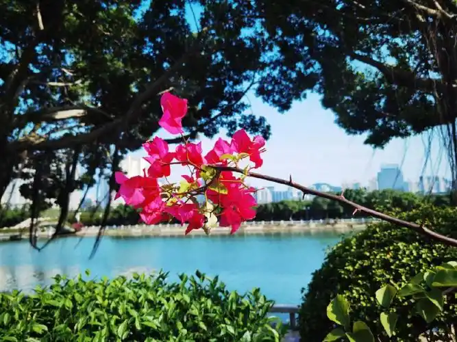 随身携带的蓝天白云小花朵