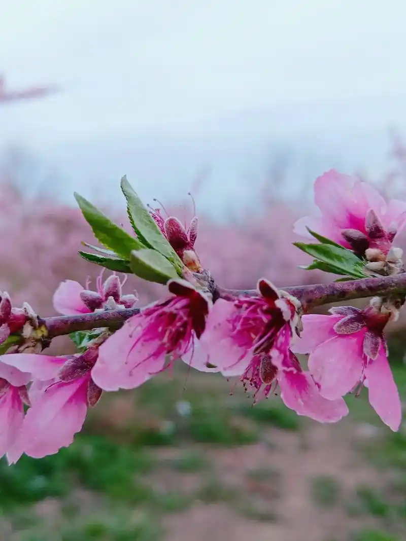 你像三月桃花开.