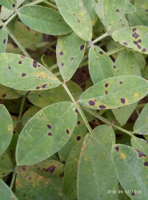 普通植物病理学Ⅰ*实习作业植物保护二班 吕新菊 1722124223