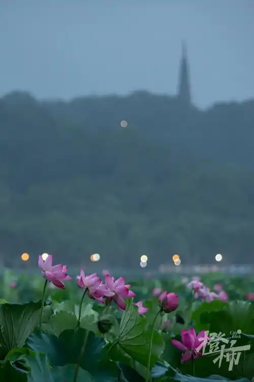 210817czq01 今天清晨5点的西湖荷花. 记者 陈中秋 摄.jpg