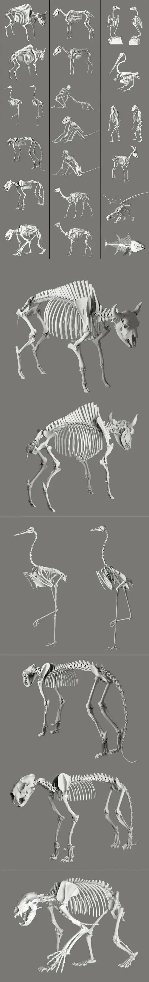 动物骨架3d模型