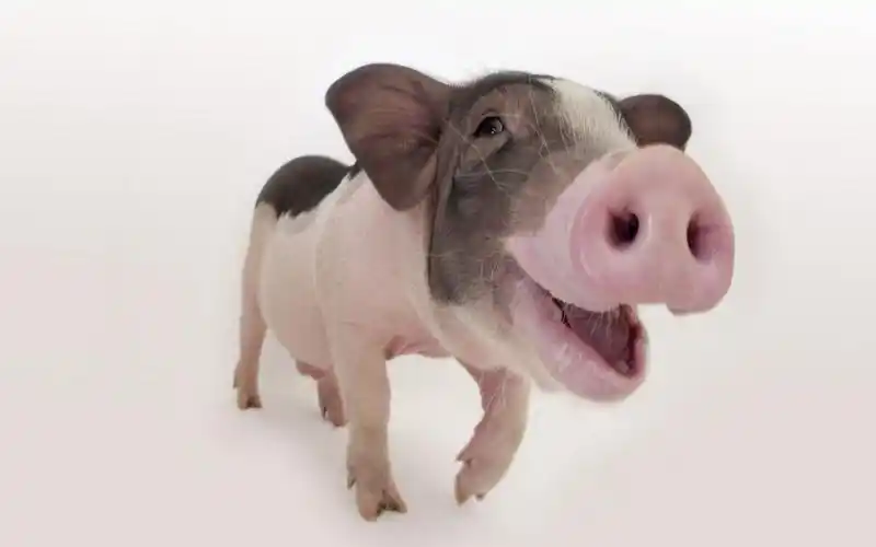 德林社春季猪流行性感冒吃这几种中草药好得快