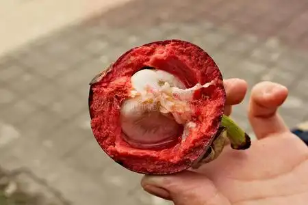 紫色的山竹果成果将切开采用一半的照片