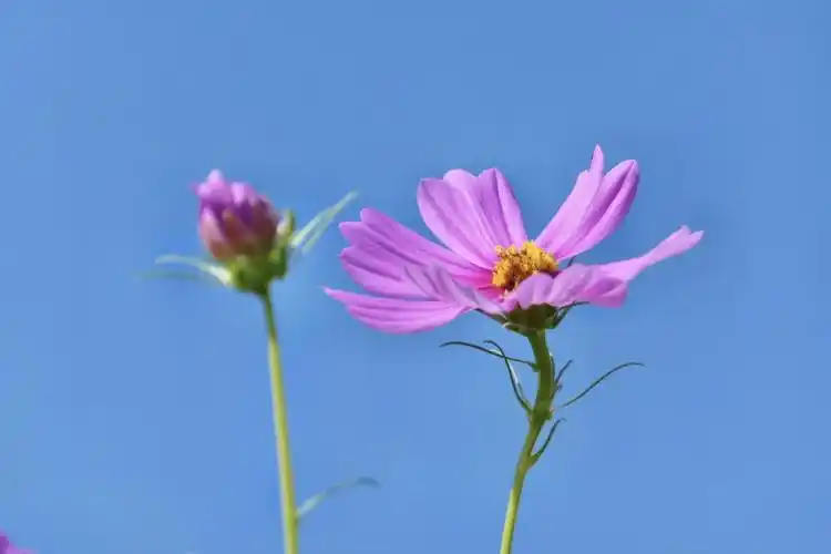 秋英花楚楚动人可爱的秋天景物