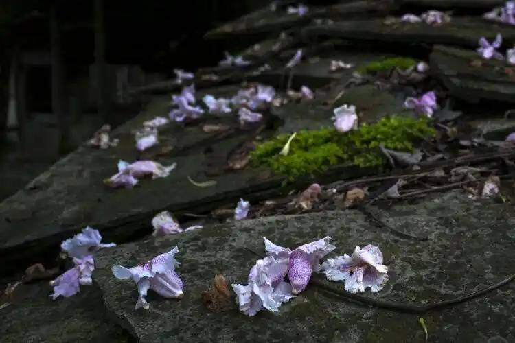 花殇,再见落花,又是在雨中,雨蕴春意,落英缤纷,似不曾相离,曾经的拥有