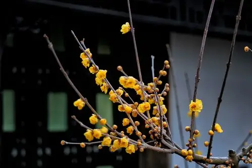 2021第一篇,1/21 写美篇2021年1月2日: 负片二分法练习(图片截自微信)