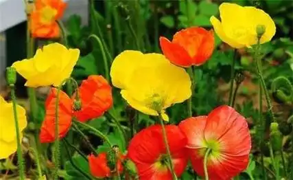 是虞美人还是罂粟,别傻傻的分不清楚哦