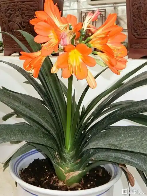 我家君子兰开花了