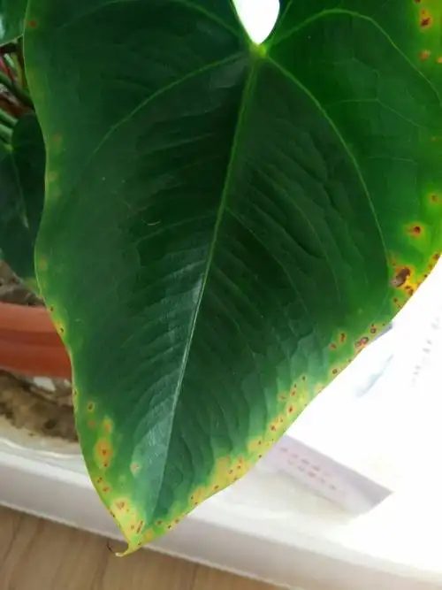 红掌许多叶片边缘出现褐色斑点,这是怎么回事?该怎么解决呢?