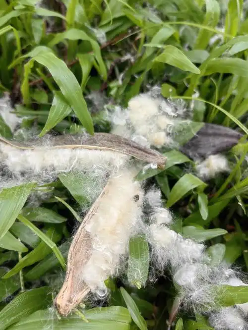 这是木棉树的棉絮