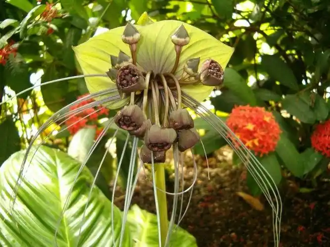 难得一见的稀有奇花