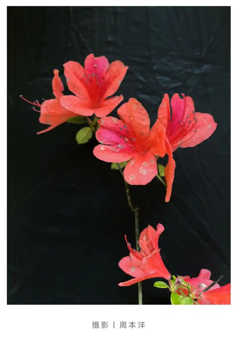 荡上数峰迎朝阳,十里杜鹃红似烧