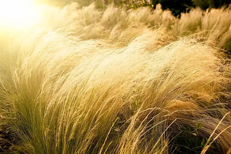 针茅草的养殖方法耐寒吗